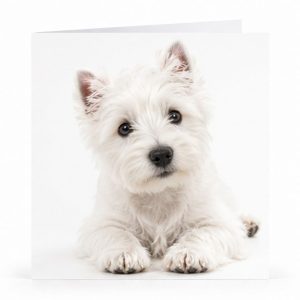 Wenskaart – “Witte hond” – 8 Stuks